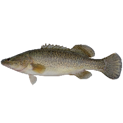 Murray Cod Lures