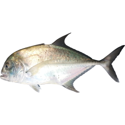 Trevally Lures