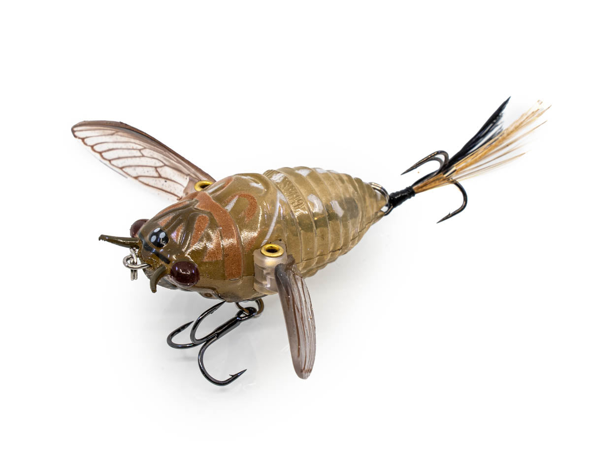 The Ripple Cicada